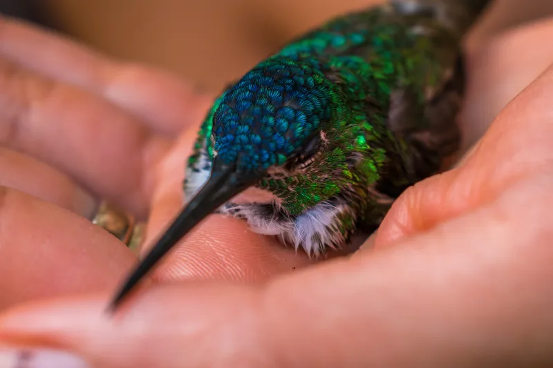 You Can Hold a Wild Hummingbird This Summer at Bogus Basin