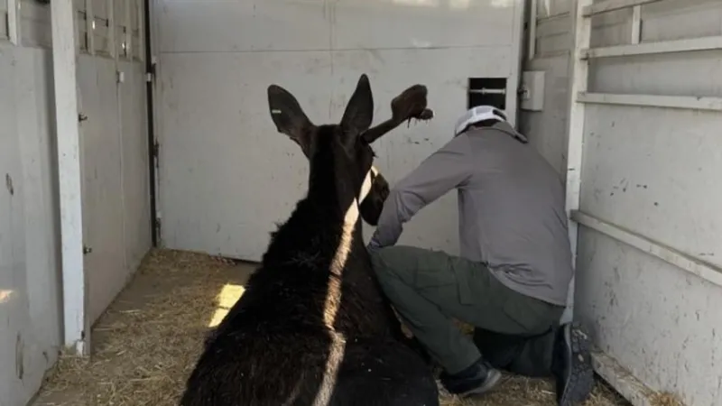 Idaho Fish and Game tranquilizes, relocates bull moose found behind Burley business