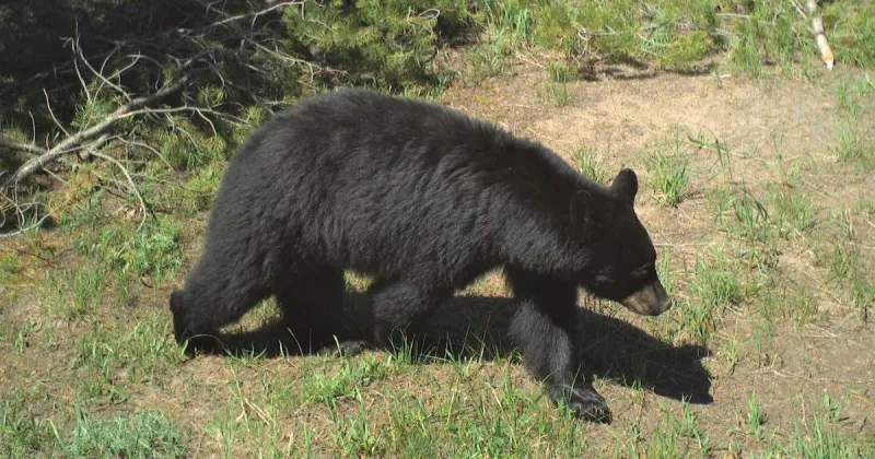 Black bear euthanized after breaking into Swan Valley residence