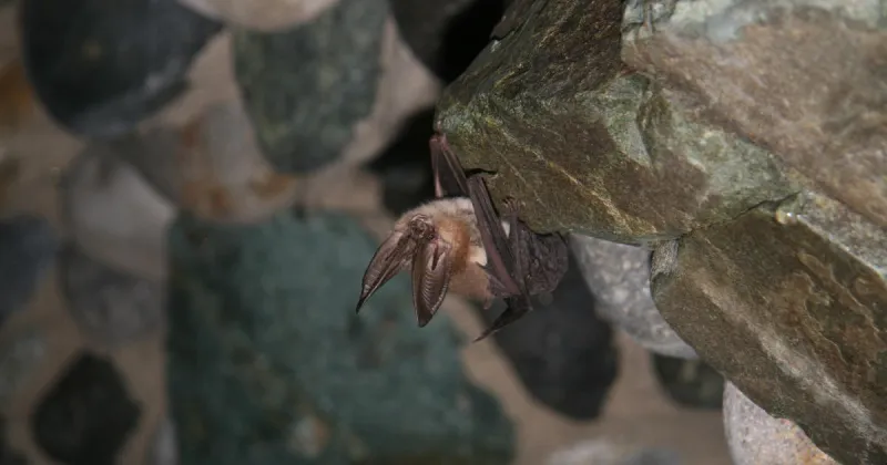 Rabid bat confirmed in Blaine County, public health officials advise residents to take precautions