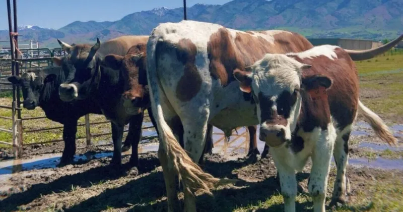 Dairy bird flu outbreak near Idaho-Utah border prompts declaration of emergency
