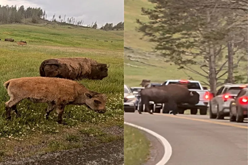 GALLERY: Bison Still Run Things At Yellowstone National Park