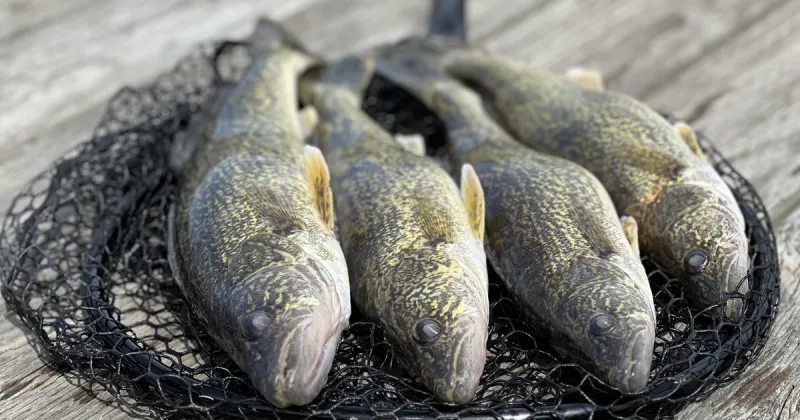 Fish Lake Pend Oreille and earn cash through the Angler Incentive Program