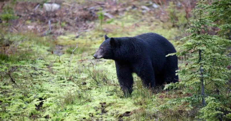 Fish and Game reminds Wood River Valley residents to secure attractants as black bear sightings increase