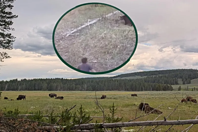 WATCH: Yellowstone Park Touron Charges Bear, Gets Chased To Car