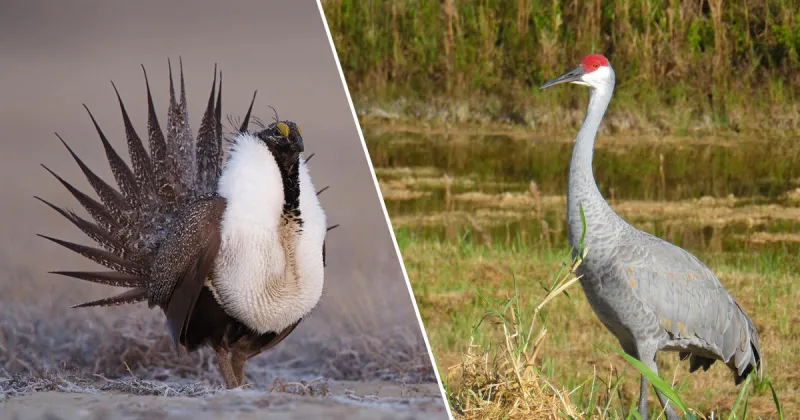 Sage-grouse and sandhill crane tags go on sale Aug. 3