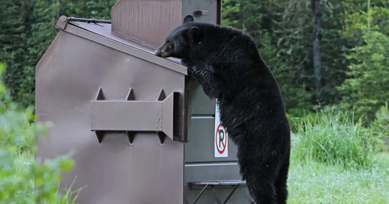 Fish and Game urges Wood River Valley residents to secure bear attractants