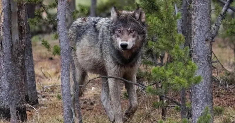 FWP cuts wolf population estimate, proposes new hunting and trapping quotas
