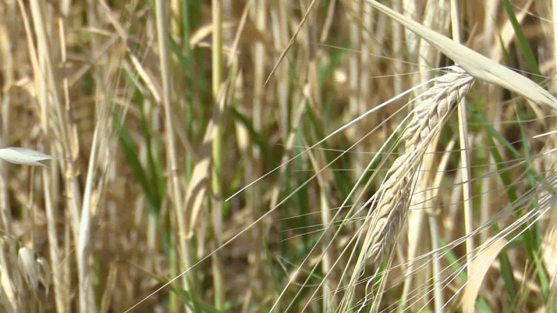 Idaho grain crops show resilience despite drought and pests