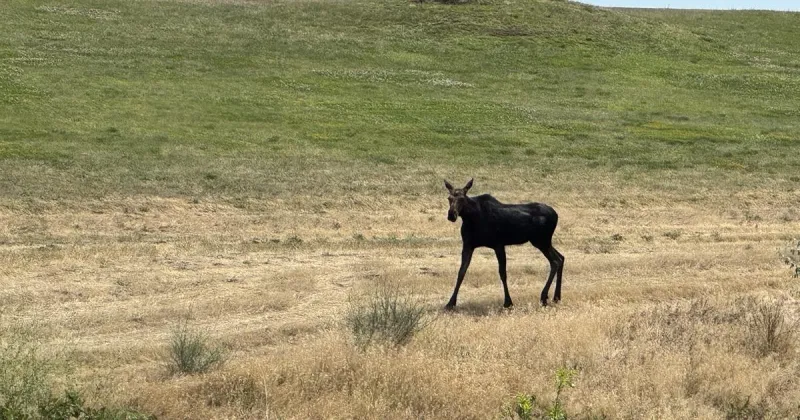 Idaho Fish and Game Relocates Young Cow Moose from Lewiston