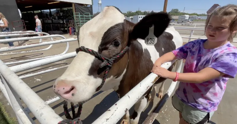 Lincoln County Fair kicks off Magic Valley fair season with young livestock showmen
