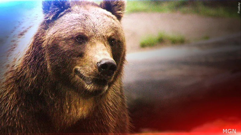 Man injured in bear attack while jogging at Henrys Lake State Park