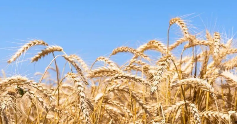 Researcher: Magic Valley winter wheat takes a hit