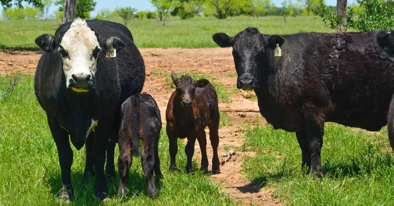Ruminant digestion and how cattle process their feed