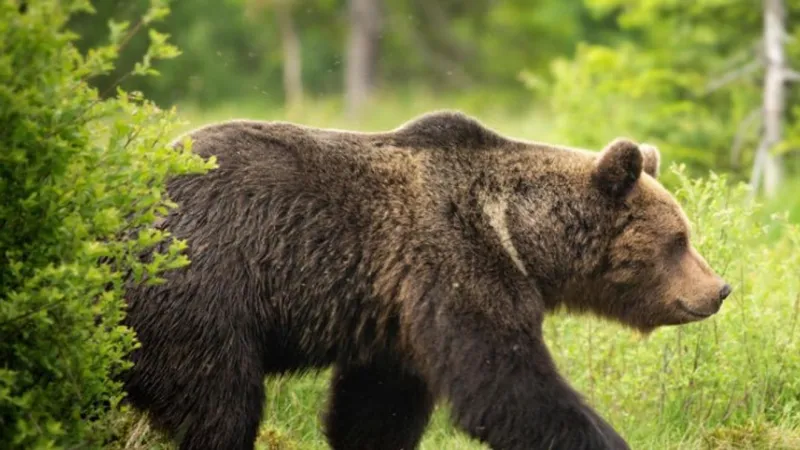 Jogger injured in bear attack in Island Park, near Yellowstone