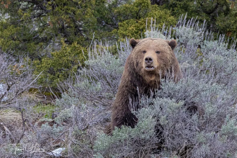 States may soon manage grizzly bears after exceeding recovery goals