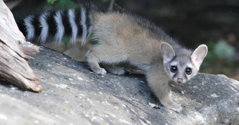 U of I-led study suggests ringtails have expanded into southern Idaho