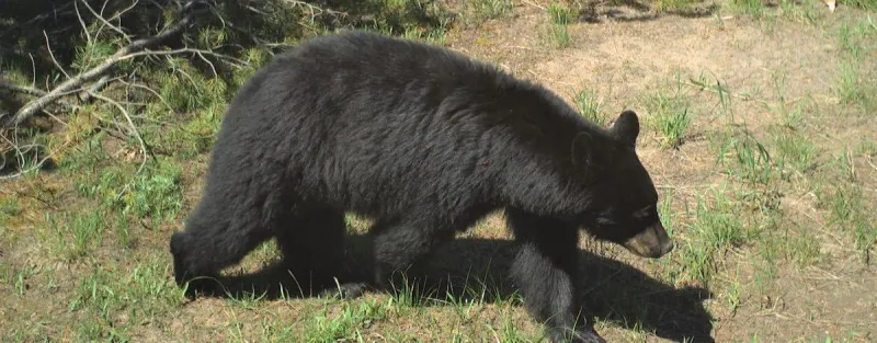Deputies warn of 'dangerous' Black Bear breaking into homes in Fremont County