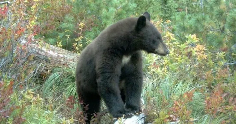 Authorities issue urgent warning for Fremont County residents to be on lookout for bear that's learned homes mean food