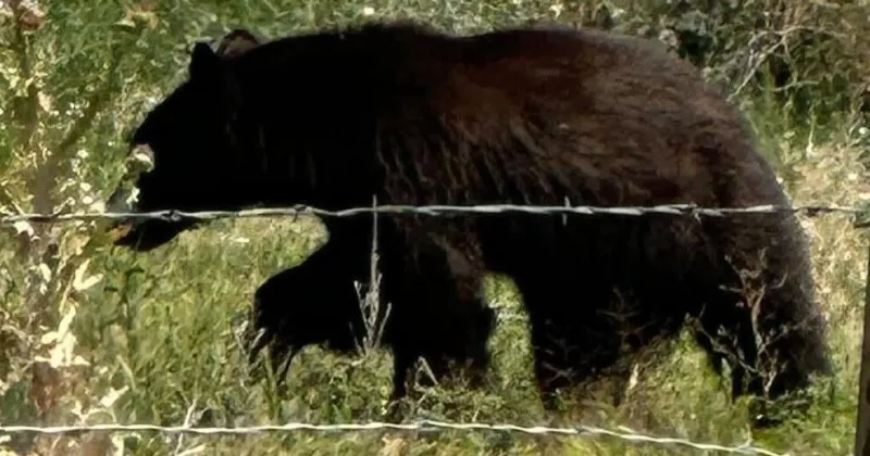 Warning issued after bear sighted in Lincoln County