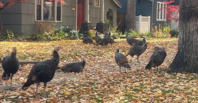 Seen a wild turkey? Idaho Fish and Game wants to hear from you