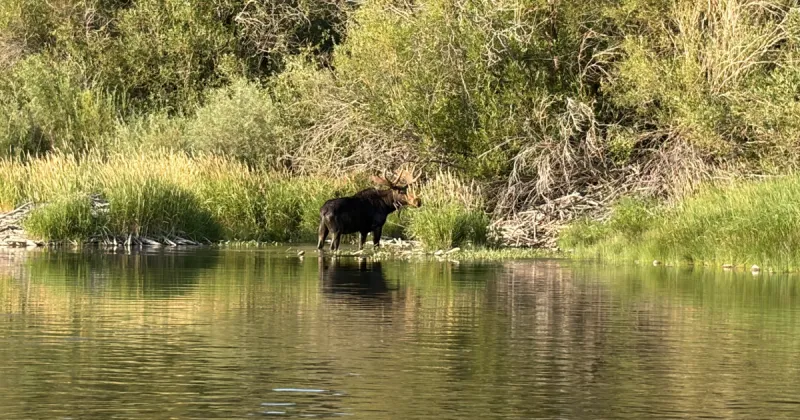 MOOSE AHEAD! Fly fishing on the Teton River (fish not included)