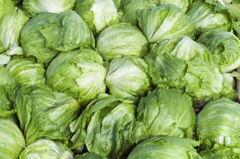 Large cyclosporiasis outbreak linked to lettuce now includes cases in 15 states