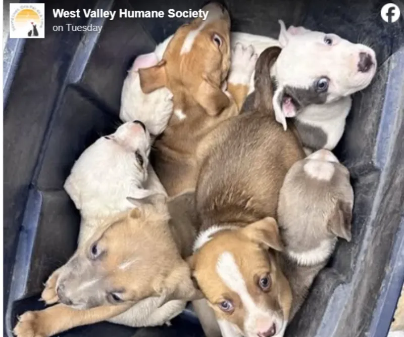 Don't Ditch Idaho Pets At Shelter - Talk To Staff
