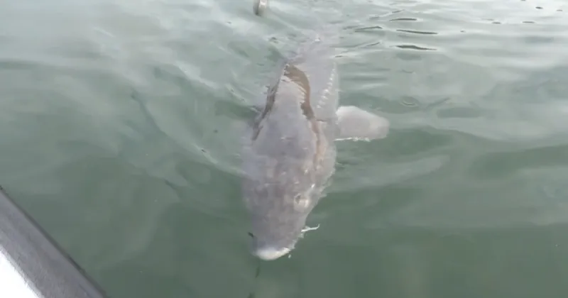 Low flows and poor water quality lead to dead sturgeon at CJ Strike Reservoir