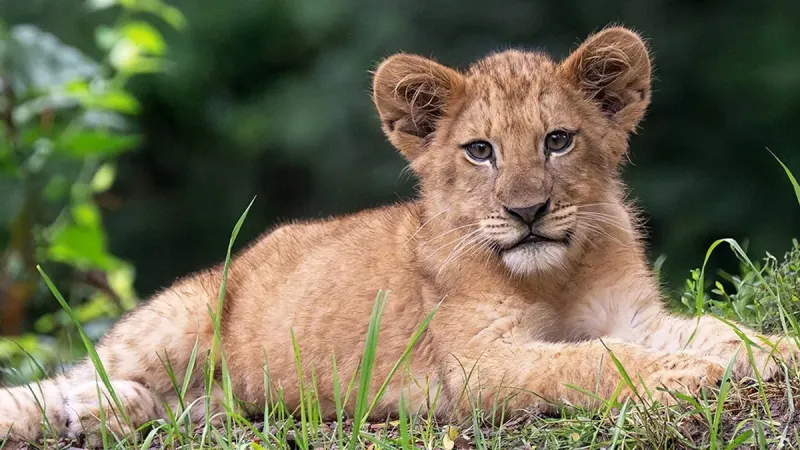 'Hondo's Little Potato': Pittsburgh Zoo unveils lion cub 'Kiazi' in homage to her Idaho roots