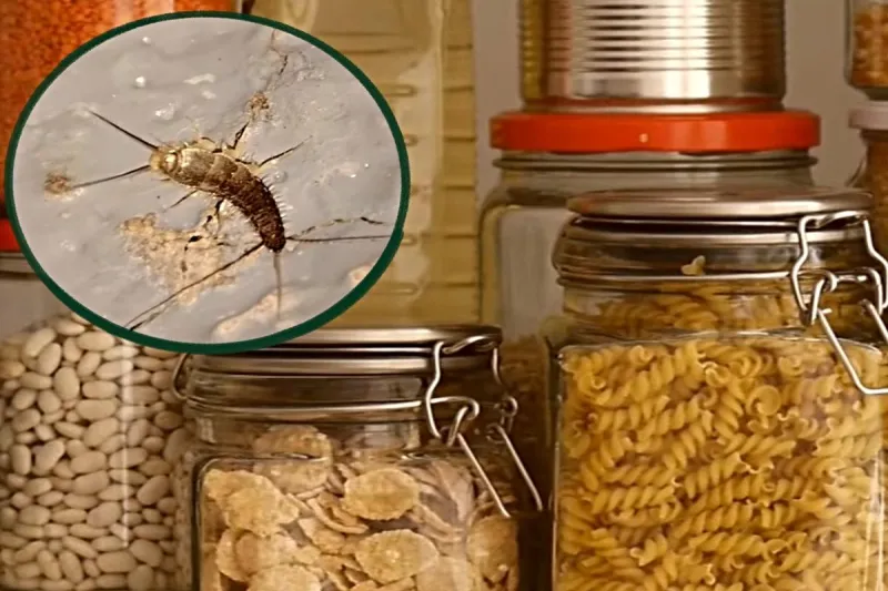 This Common Idaho Bug Sheds Skin In Your Food