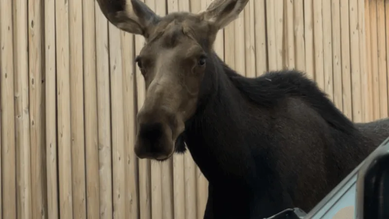 Young moose wanders downtown, visits local spots before being returned to mountains