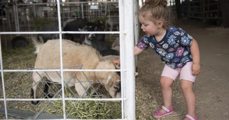 Homegrown Fun at the Jerome County Fair