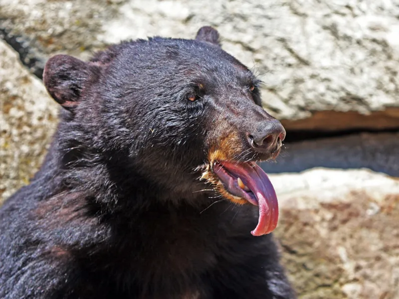 Drought And Hyperphagia Pushing Utah Black Bears Toward People