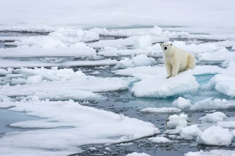 Person fined $5,000 for using foghorn to disturb sleeping polar bear