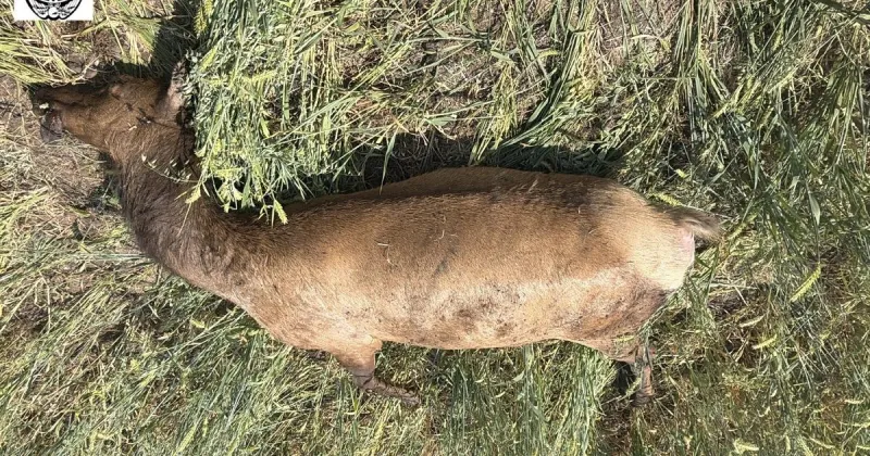 F&G seeks information regarding cow elk shot and wasted in Unit 11A