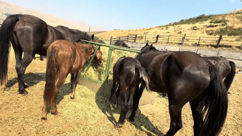 Horse and Halo, Latah County sheriff seek homes for 65 seized horses by Aug. 28