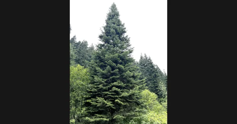 80-foot Idaho tree picked to light up the U.S. Capitol for Christmas