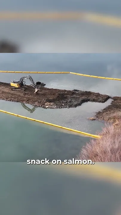 Salmon return to the Yakima River #nwpb #news #salmon #sockeyesalmon #Tricities #easternwashington (Video)
