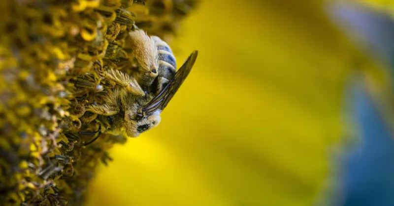 If you grow it, they will come: CSI's Ag Department's sunflower field attracts diverse array of pollinators