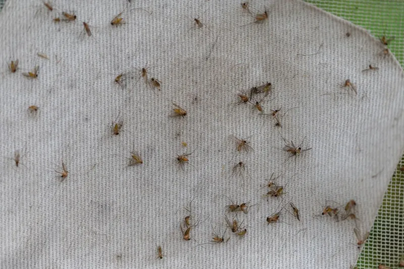 This Growing Idaho Threat Could Be Hiding in Your Backyard