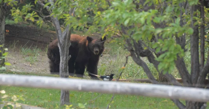 Increased black bear sightings in Wood River Valley; IDFG asks residents to secure trash