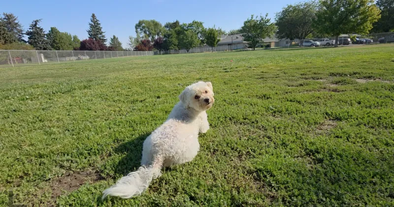 Baxter's Park in Twin Falls secures $600K in funding for complete redesign