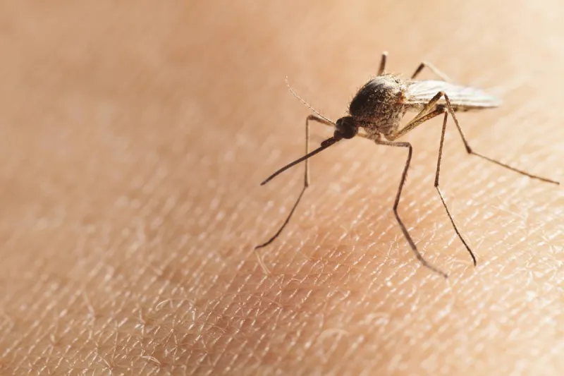 Dangerous Idaho Insects Love These 4 Colors-Here's What to Avoid
