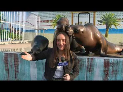 Sea Lions excited to meet fairgoers at North Idaho State Fair (Video)
