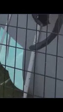 Sea Lions at North Idaho State Fair (Video)