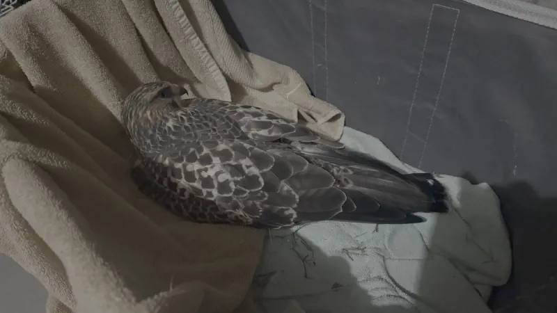 Injured hawk with fractured spine sent to Teton Raptor Center
