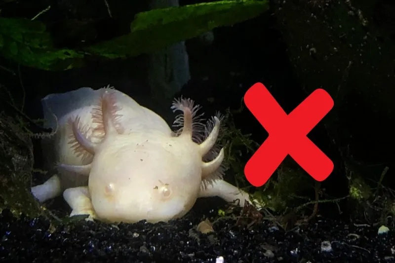 Every State Where It's Illegal to Own an Adorable Axolotl