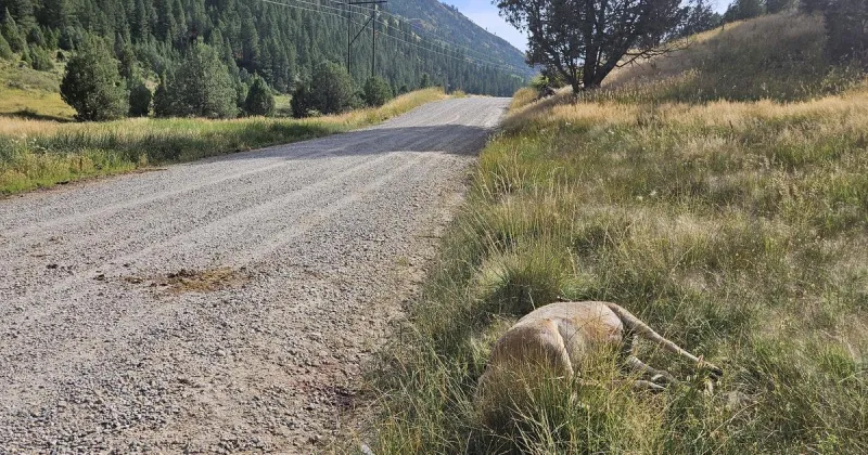 Conservation Officers seeking information on mule deer does shot and left to waste in the Fall Creek drainage