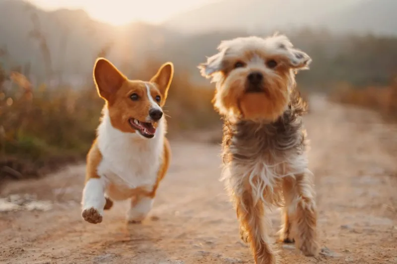 Another Jerome ID Drive-Up, Low-Cost Dog Shot, Chip Clinic Coming